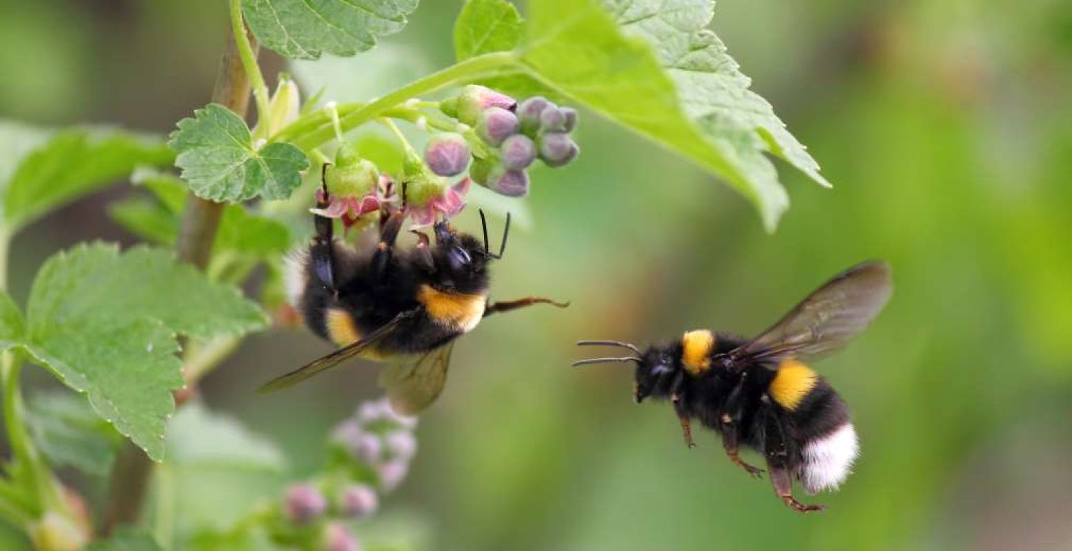 Wilde bijen zijn dol op bloemen. Foto: Naturalis