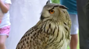 Machtige vogels op je bruiloft