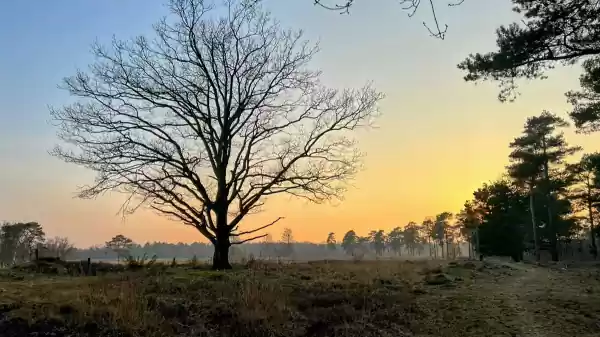 Midzomernachtwandeling Sellingerbossen en Ter Borg zonsondergang Ter Borg | Foto ge&uuml;pload door gebruiker Staatsbosbeheer.