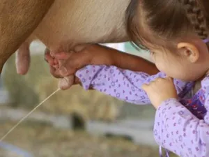 FarmCamps Hoeve Sonneclaer Zelf koeien melken