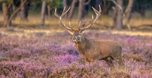 De mooiste herfstwandelingen rondom Ede