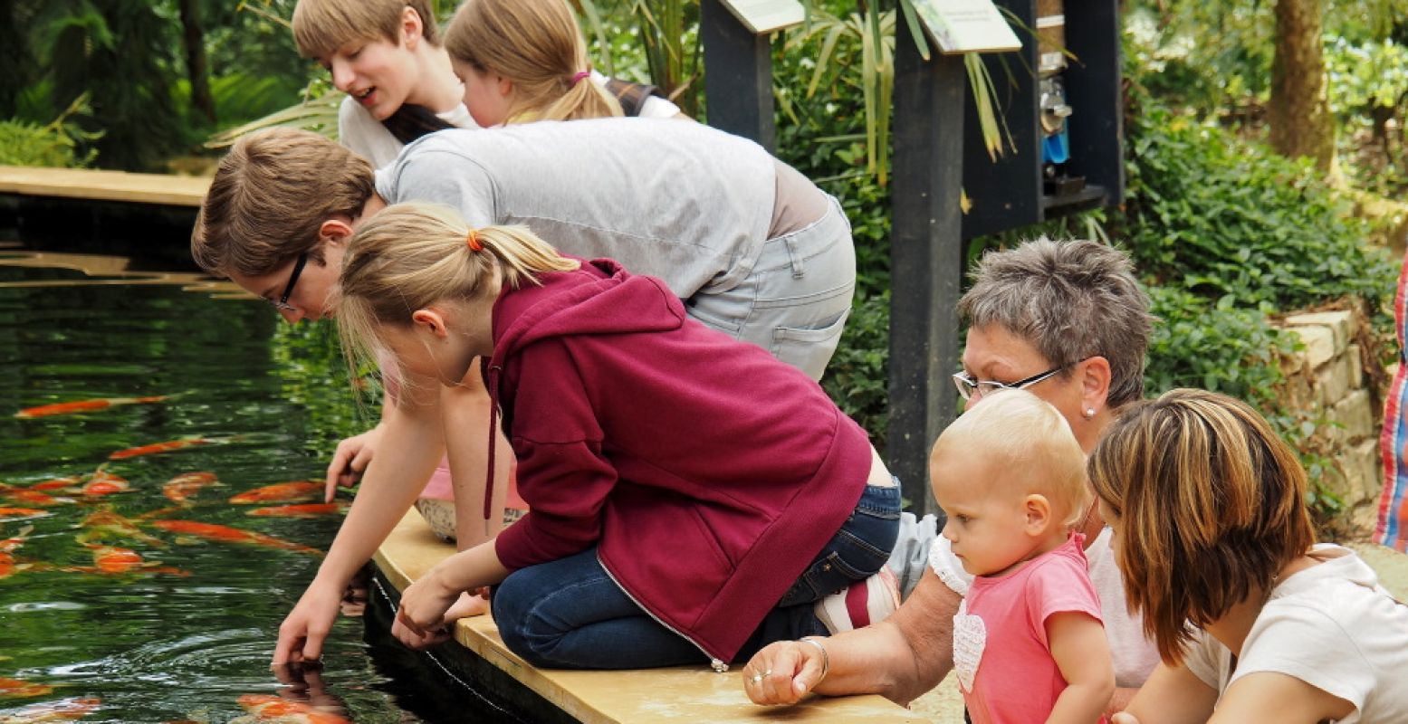 Bonsaiboompjes, koikarpers en andere aspecten van de Japanse cultuur staan dit weekend centraal in Kasteeltuinen Arcen. Foto: Kasteeltuinen Arcen.