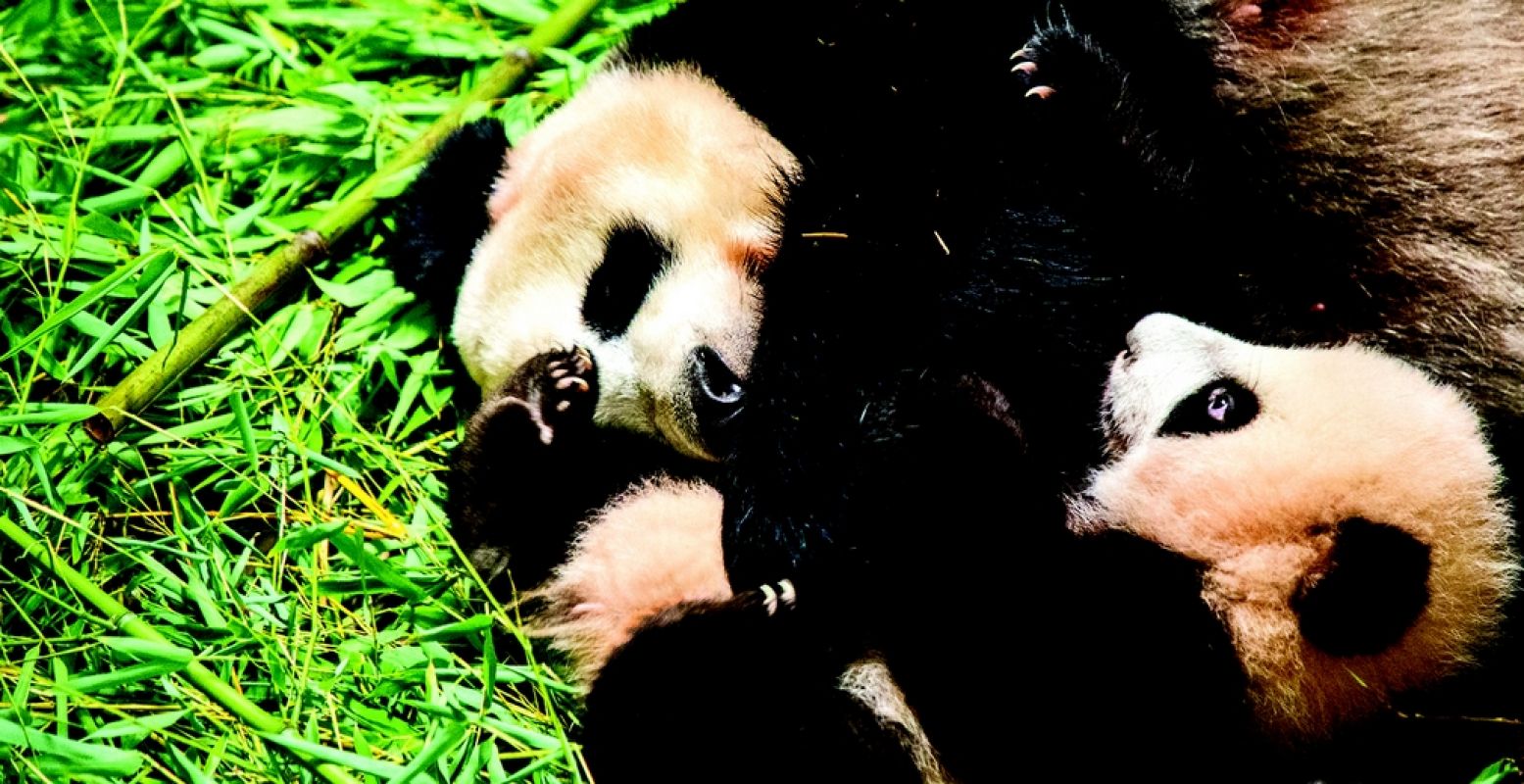 Reuzenpanda Wu Wen en haar jong Fan Xing. Foto: Ouwehands Dierenpark Rhenen