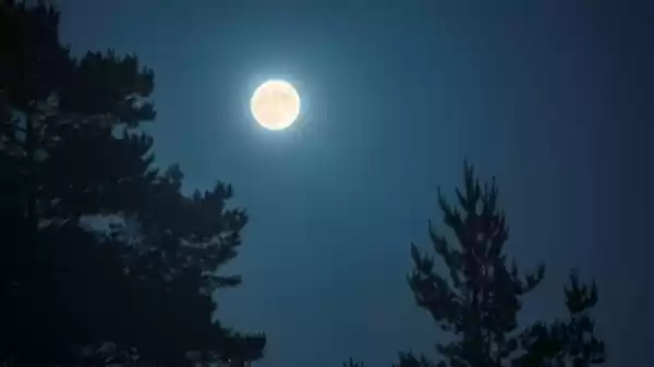 Vollemaanwandeling Boswachterij Staphorst Volle maan boven silhouet bomen in het Vierhouterbos | Foto ge&uuml;pload door gebruiker Staatsbosbeheer.