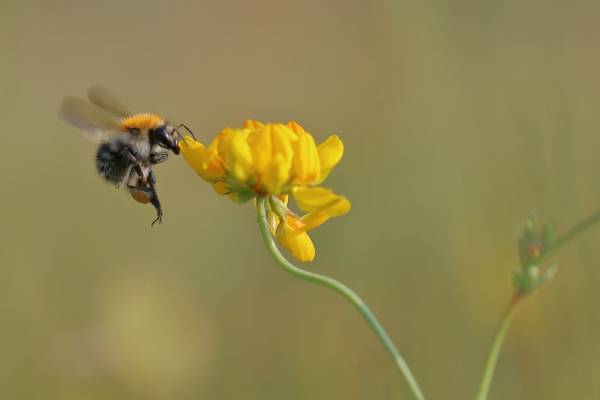 Op zoek naar combinaties: Bloemen en insecten Op zoek naar combinaties: Bloemen en insecten | Foto ge&uuml;pload door gebruiker Natuurmonumenten.