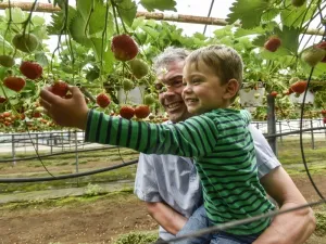 Kom je aardbeien plukken? Foto: Het Aardbeienterras