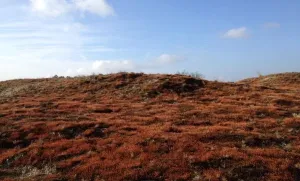 Op pad met de boswachter! Adembenemende landschappen vind je in de Loonse en Drunense Duinen. Foto: Boswachter  Frans Kapteijns 