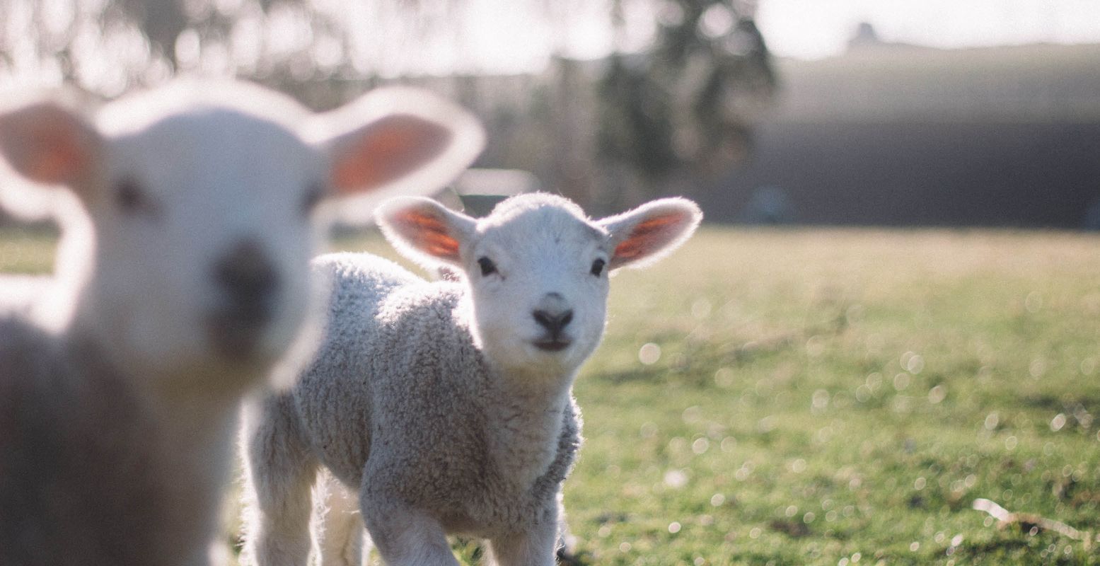 Kom je een kijkje nemen bij de pasgeboren lammetjes? Foto:  Unsplash License  © Tim Marshall