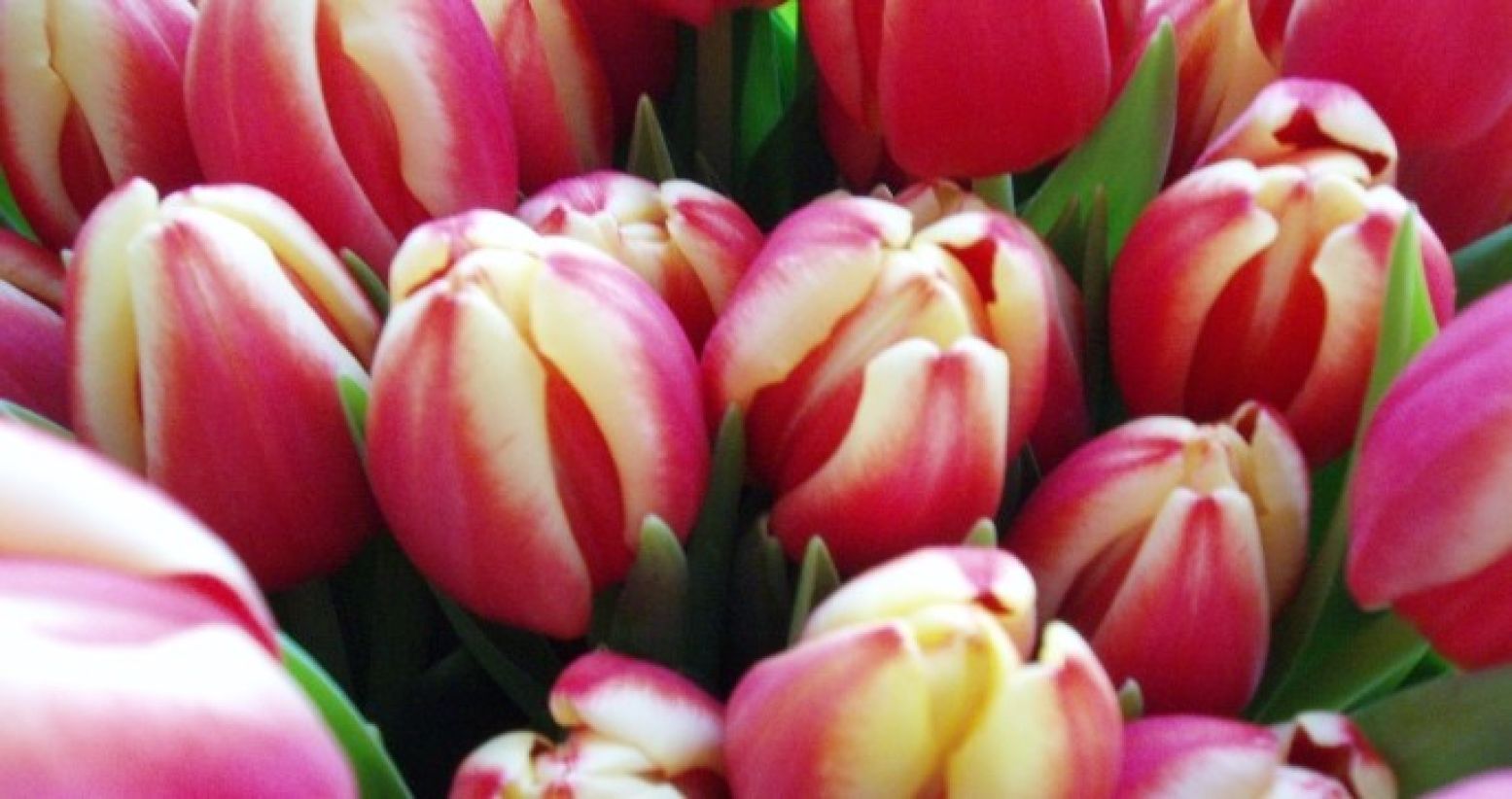 Maak een keuze uit meer dan 150.000 tulpen en trek ze zelf! Foto:  Free Images 