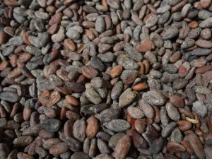 Rousseau Chocolade Cacaobonen, het begin van chocola. Foto: DagjeWeg.NL