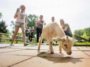 Speelboerderij Binky Ontmoet lieve geitjes. Foto: Binky
