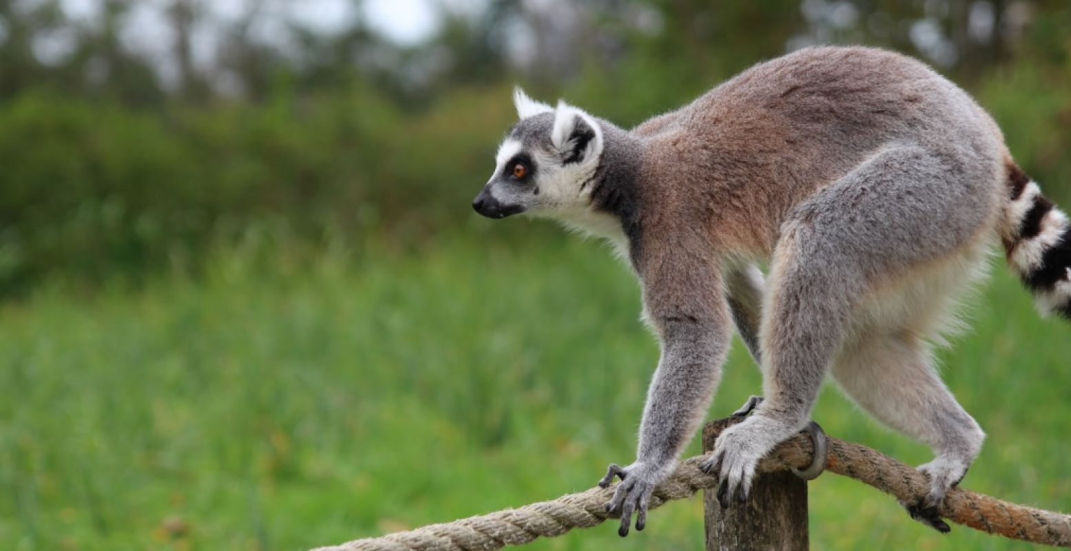 Een leuk dierenpark in de buurt? Foto: DagjeWeg.NL.