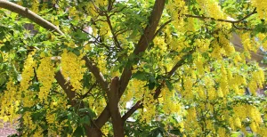 Top 5 tuinen voor een dagje uit Deze Goudenregen staat in Hortus botanicus Leiden en is al minstens 400 jaar oud. Foto: DagjeWeg.NL.