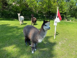 Alpaca & Falabella Ranch