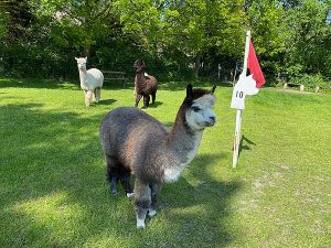 Alpaca & Falabella Ranch