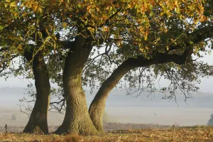 Wandeling met de boswachter Planken Wambuis Foto: Natuurmonumenten