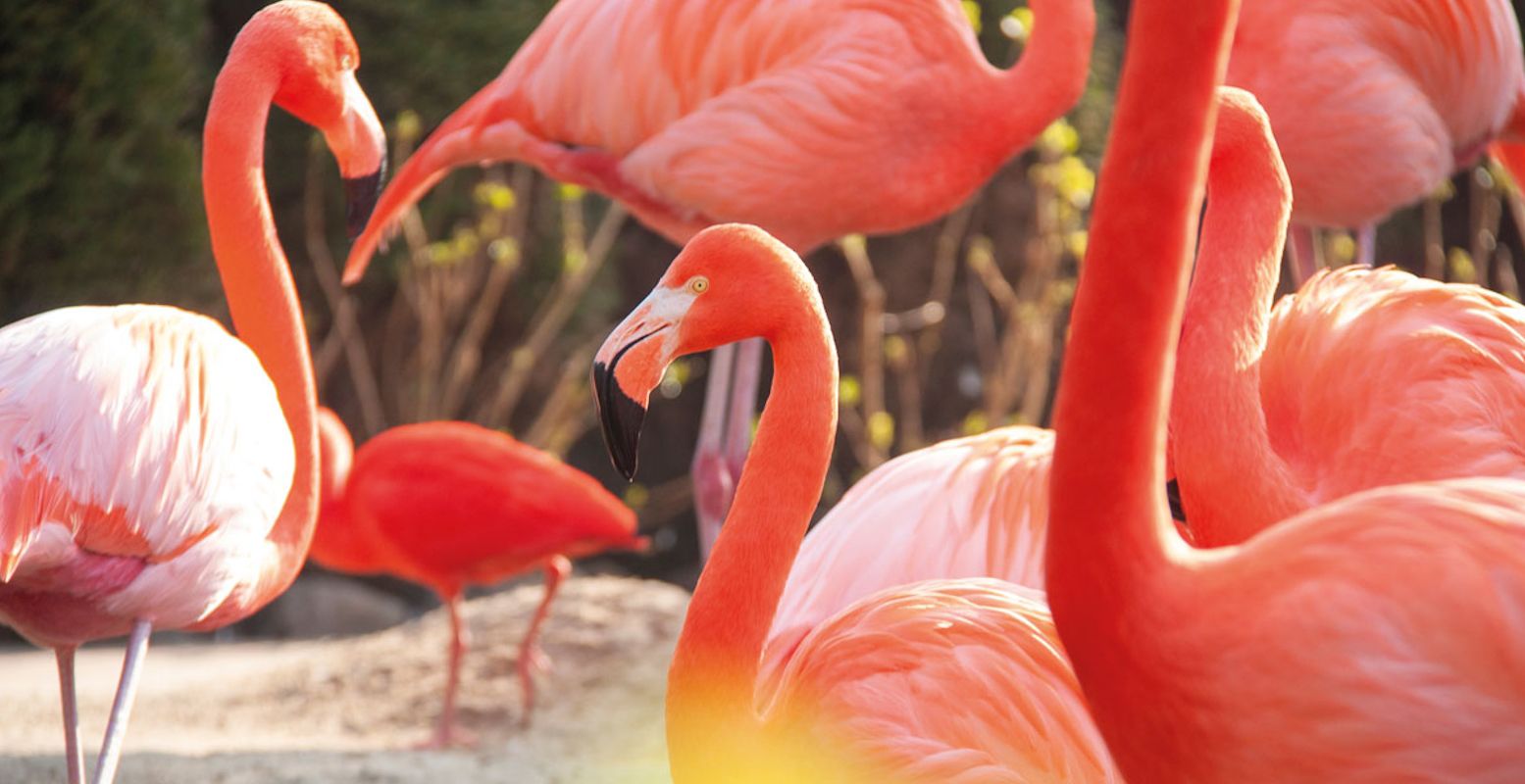 De schitterende flamingo's kleuren hun eigen Flamingo Lagoon. Foto: Pantropica