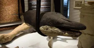 Mummies, mosselen en Michiel de Ruyter in het Zeeuws Museum De baby-orka uit 1783. Foto: Redactie DagjeWeg.NL