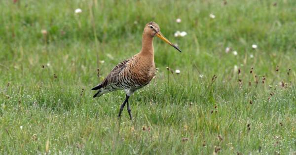 Overzomerende vogels in natuurgebied Waalenburg- De Marel, Texel.. Overzomerende vogels in natuurgebied Waalenburg- De Marel, Texel.. | Foto ge&uuml;pload door gebruiker Natuurmonumenten.