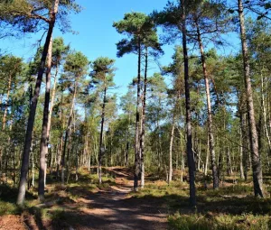 Frisse ochtendwandeling Foto geüpload door gebruiker Geldersch Landschap en Kasteelen