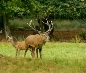Hertenbronst excursie Foto geüpload door gebruiker Geldersch Landschap en Kasteelen