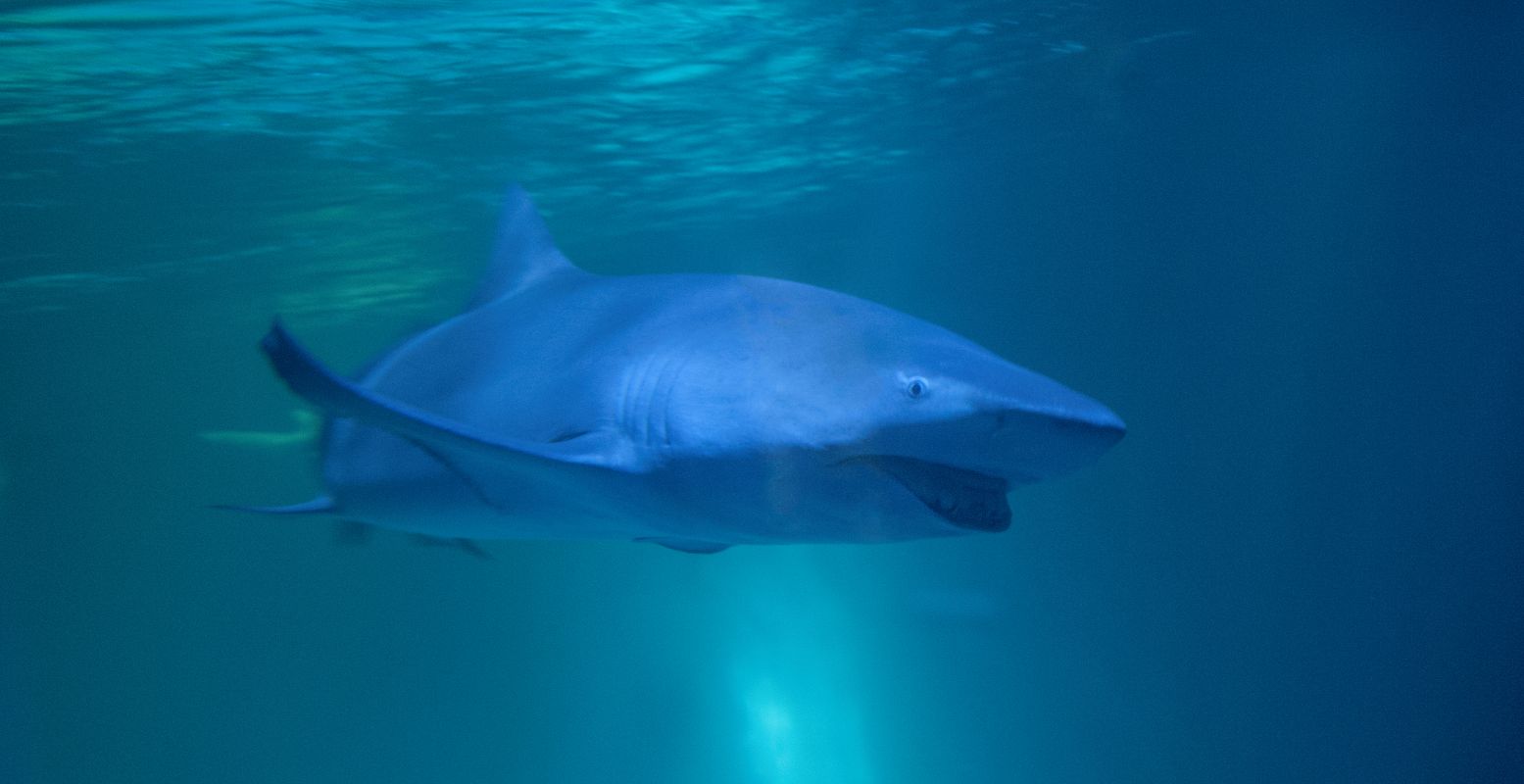 Alsof je JAWS in het echt beleefde. Foto: Wildlands Emmen Archief © Alsof je JAWS in het echt beleefde. Foto: Wildlands Emmen Archief ©