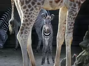 ARTIS: veelzijdige dierentuin in hartje Amsterdam