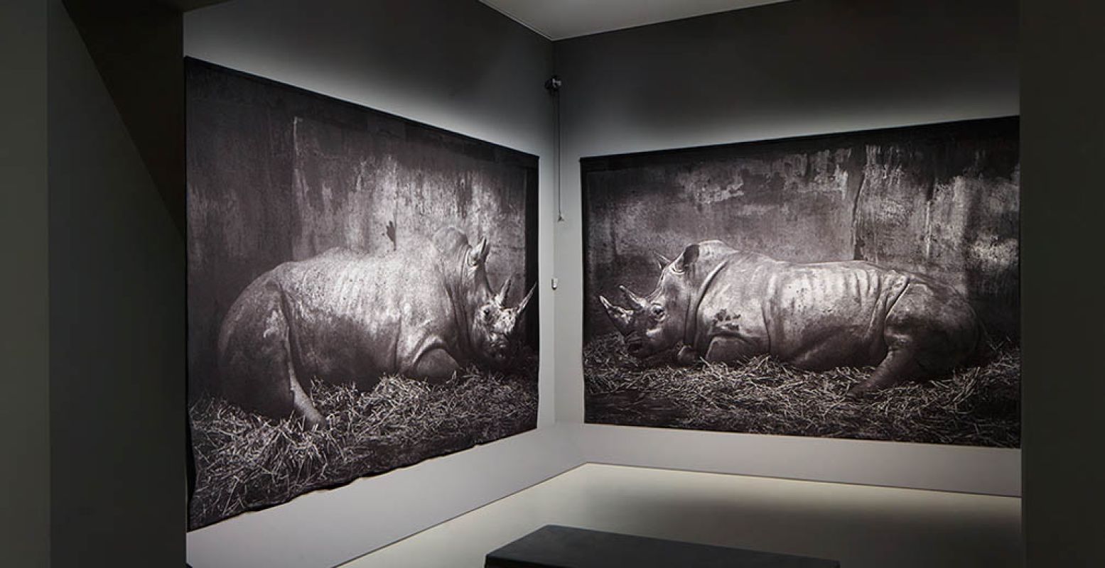 Bezoek het Centraal Museum en bewonder 'Zoo' van Craigie Horsfield, een van zijn meest indrukwekkende kunstwerken.