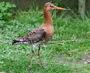 Vogelpark Ruinen