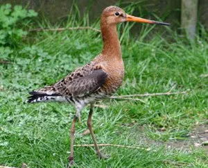 Vogelpark Ruinen Foto: Vogelpark Ruinen.