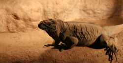 Spot bizarre dieren in Dierenpark De Oliemeulen