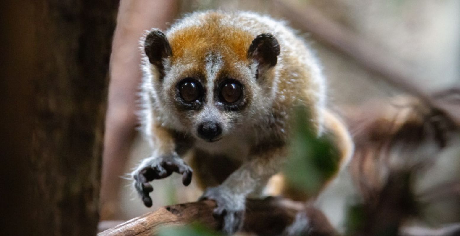 Bijzondere geboorte in DierenPark Amersfoort: een plompe lori-tweeling. Foto: DierenPark Amersfoort