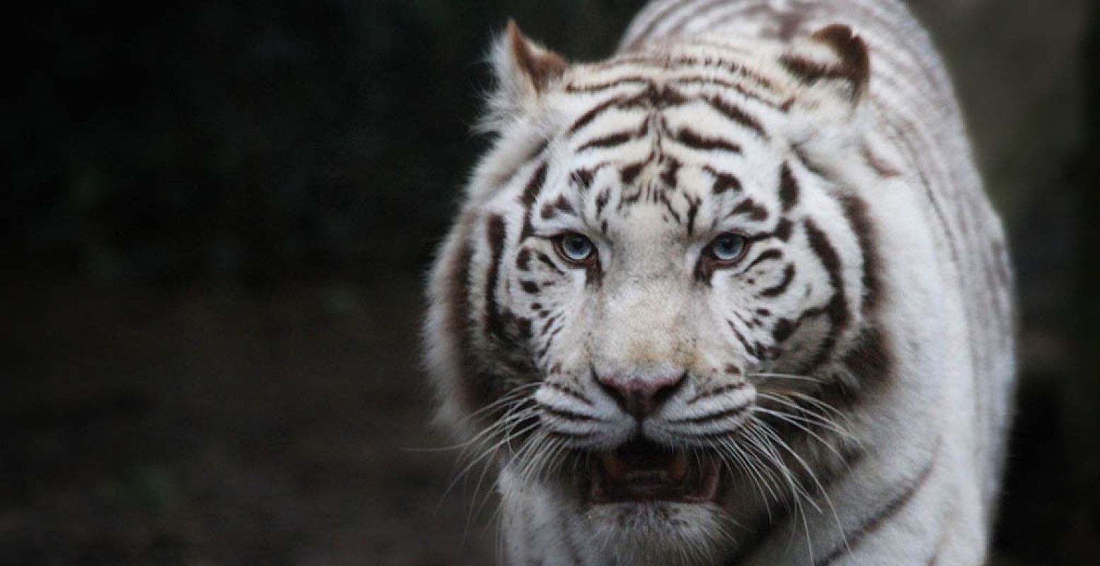 De witte tijgers van Ouwehands Dierenpark zijn waarschijnlijk allebei overleden door nierfalen. Fotograaf:  jinterwas . Licentie:  Sommige rechten voorbehouden . Bron:  Flickr.com 