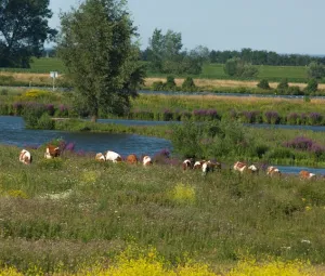 Zomeravondwandeling Foto geüpload door gebruiker Geldersch Landschap en Kasteelen