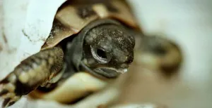 Deze opvanglocaties voor dieren kun je bezoeken Een babyschildpad in Iguana Zoo. Foto: Iguana Zoo