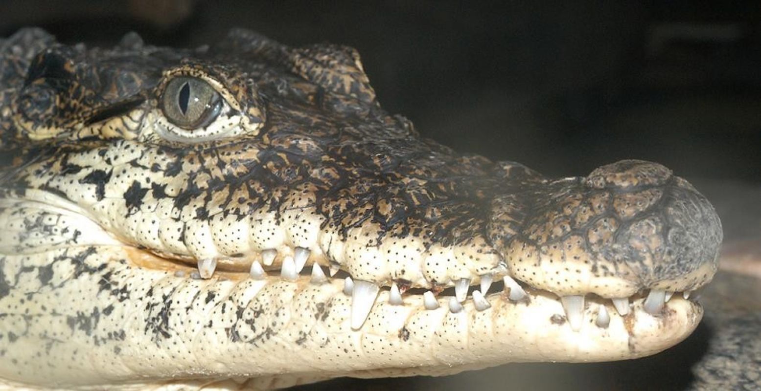 Een Cubaanse krokodil. Foto: ReptielenZOO SERPO.