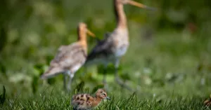 Weidevogelexcursie Skrok en Skrins Weidevogelexcursie Skrok en Skrins | Foto geüpload door gebruiker Natuurmonumenten.