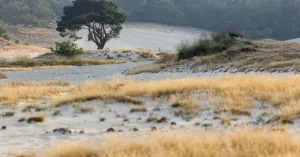 Schemeren in de Loonse en Drunense duinen Schemeren in de Loonse en Drunense duinenFoto geüpload door gebruiker Natuurmonumenten.