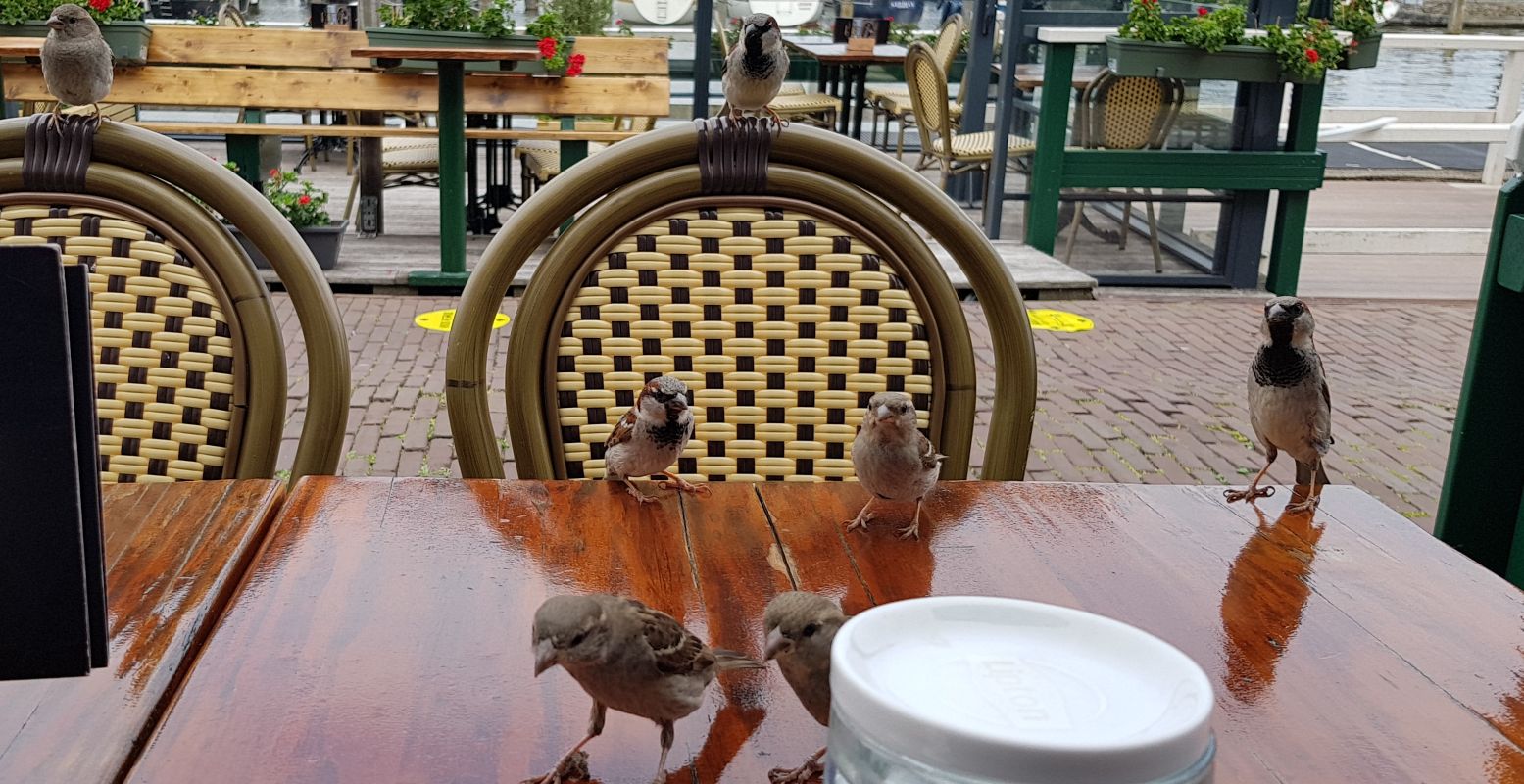 Zo kennen we de huismus: in groepjes en brutaal. Maar dit beeld komt steeds minder voor. Help mee om ze te behouden. Foto: DagjeWeg.NL