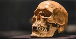 Vikingen brute barbaren? Volgens Fries Museum niet