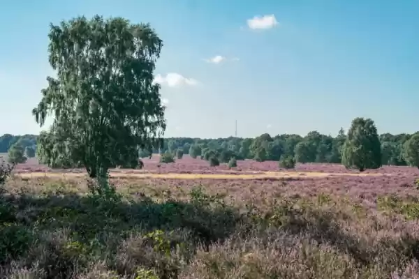 Heidewandeling Springendal Droge heide in Springendal | Foto ge&uuml;pload door gebruiker Staatsbosbeheer.