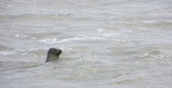 Toverachtig Terschelling