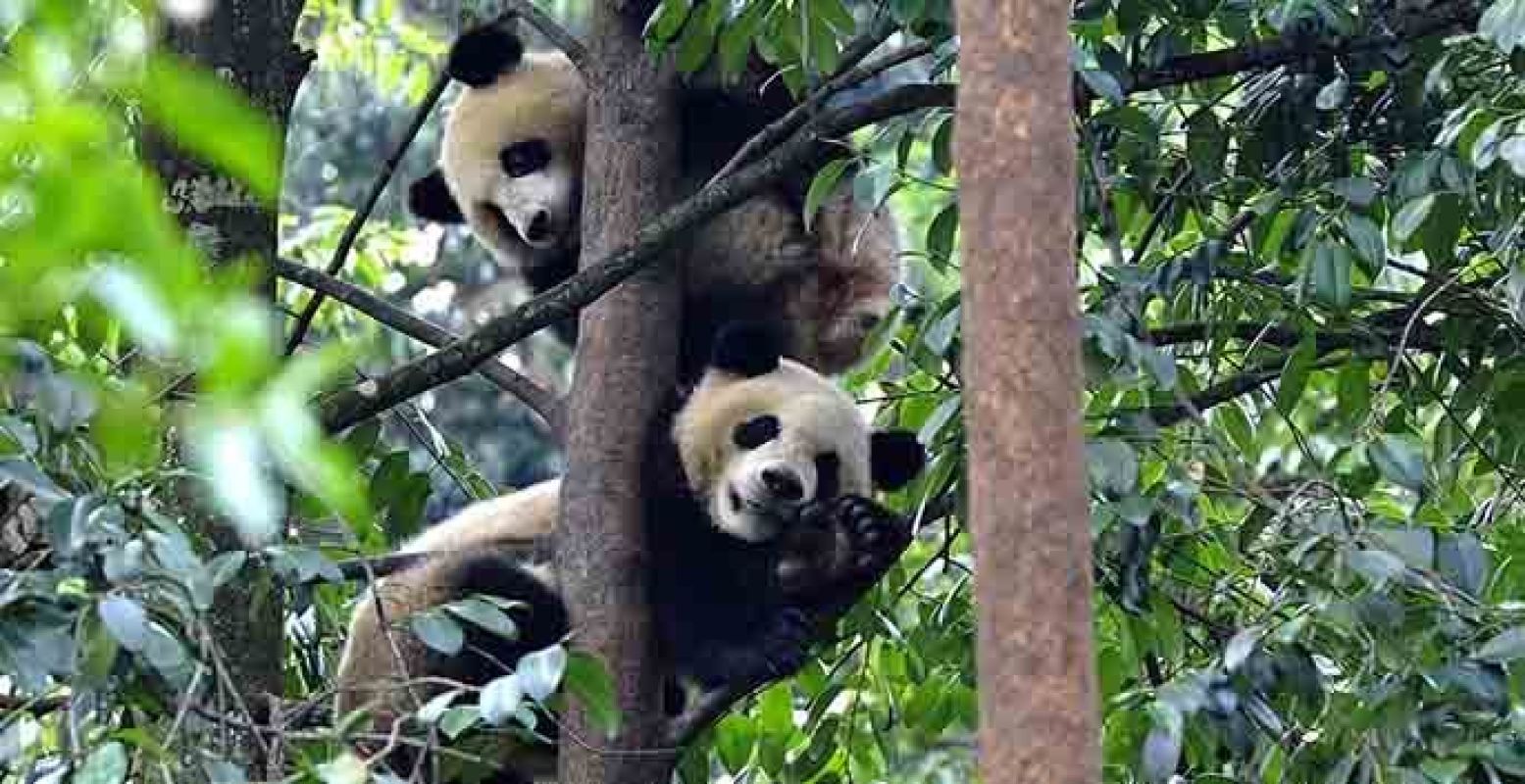 Met z'n allen naar de pandafilm. Foto: Omniversum