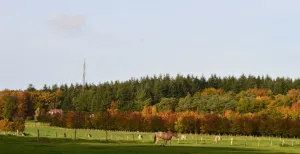 Wandel, speel en ontdek in de natuur Ontdek een paar van de mooiste bossen en natuurgebieden van Nederland. Foto: DagjeWeg.NL.
