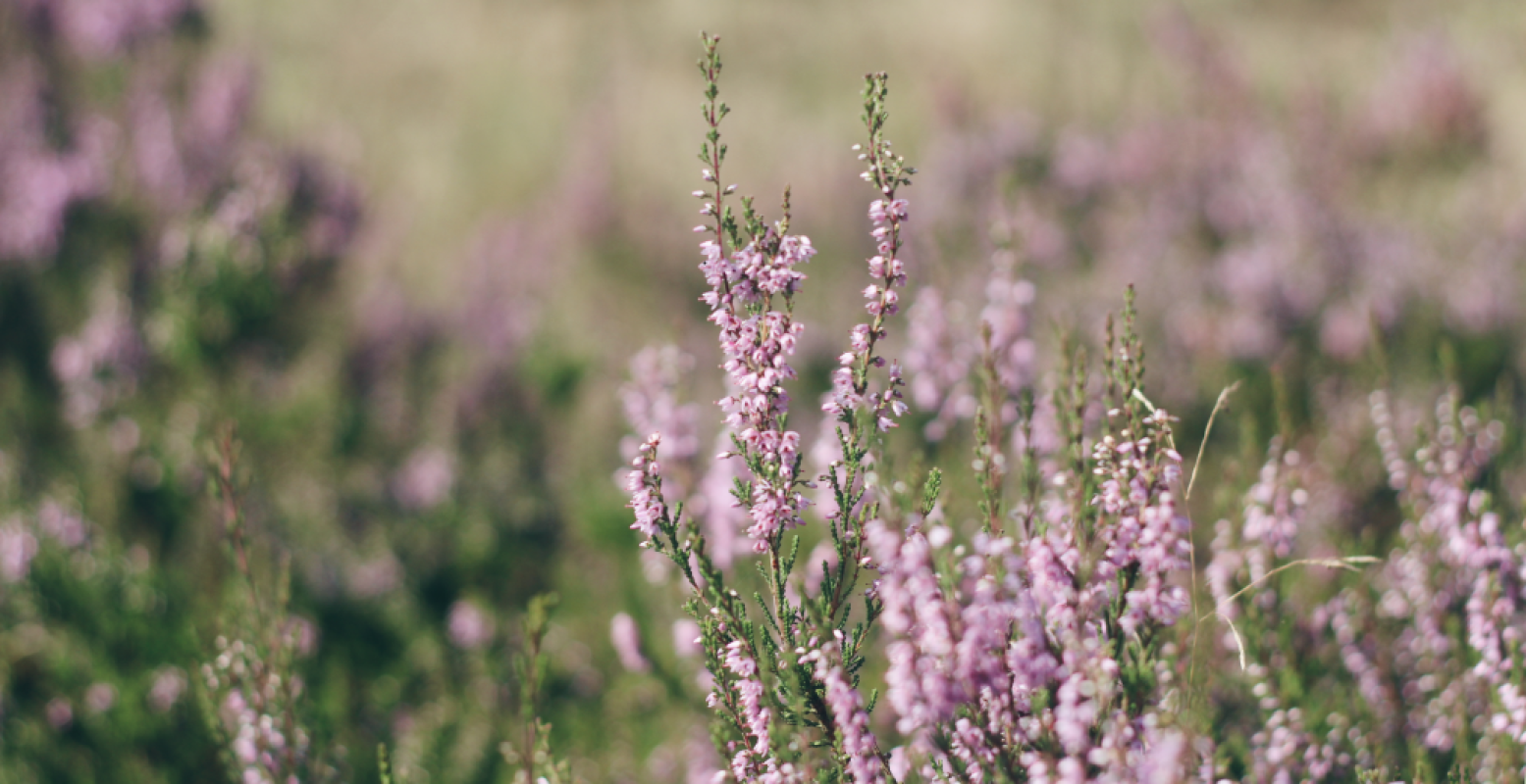 De heide is een van de hoogtepunten tijdens wandelingen over de Veluwe. Foto: DagjeWeg.NL De heide is een van de hoogtepunten tijdens wandelingen over de Veluwe. Foto: DagjeWeg.NL