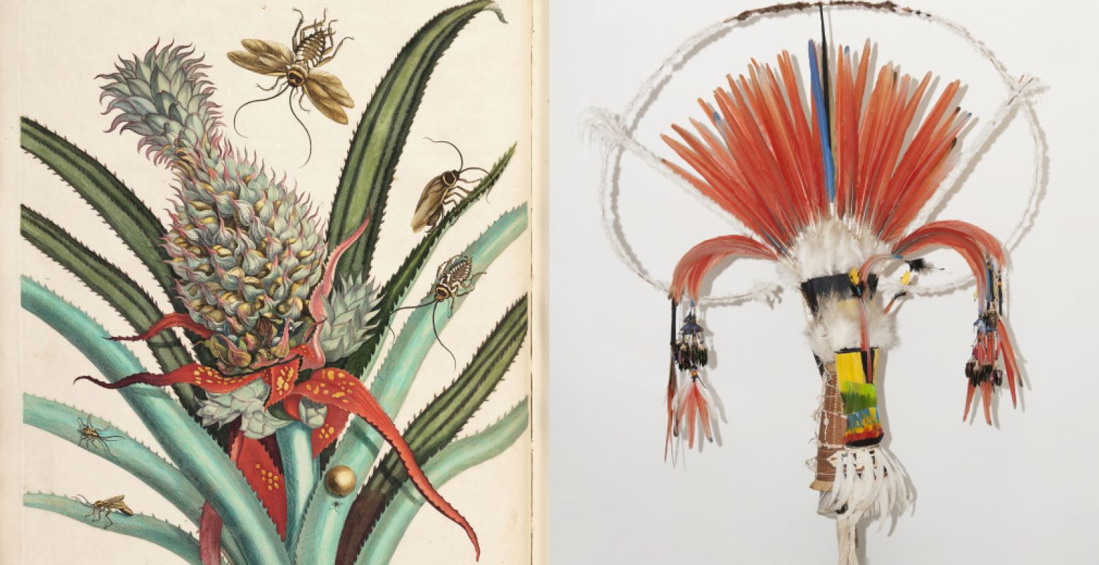 Foto links: Ingekleurde prent van Maria Sibylla Merian in het boek Over de voortteeling en wonderbaerlyke veranderingen der Surinaamsche insecten, uitgegeven 1730. Foto rechts: Kleurrijke tooi Tropenmuseum. Veren danskroon (Olok), Wayana, voor 1907. Nationaal Museum van Wereldculturen (Tropenmuseum Amsterdam). Foto: De Nieuwe Kerk in Amsterdam.