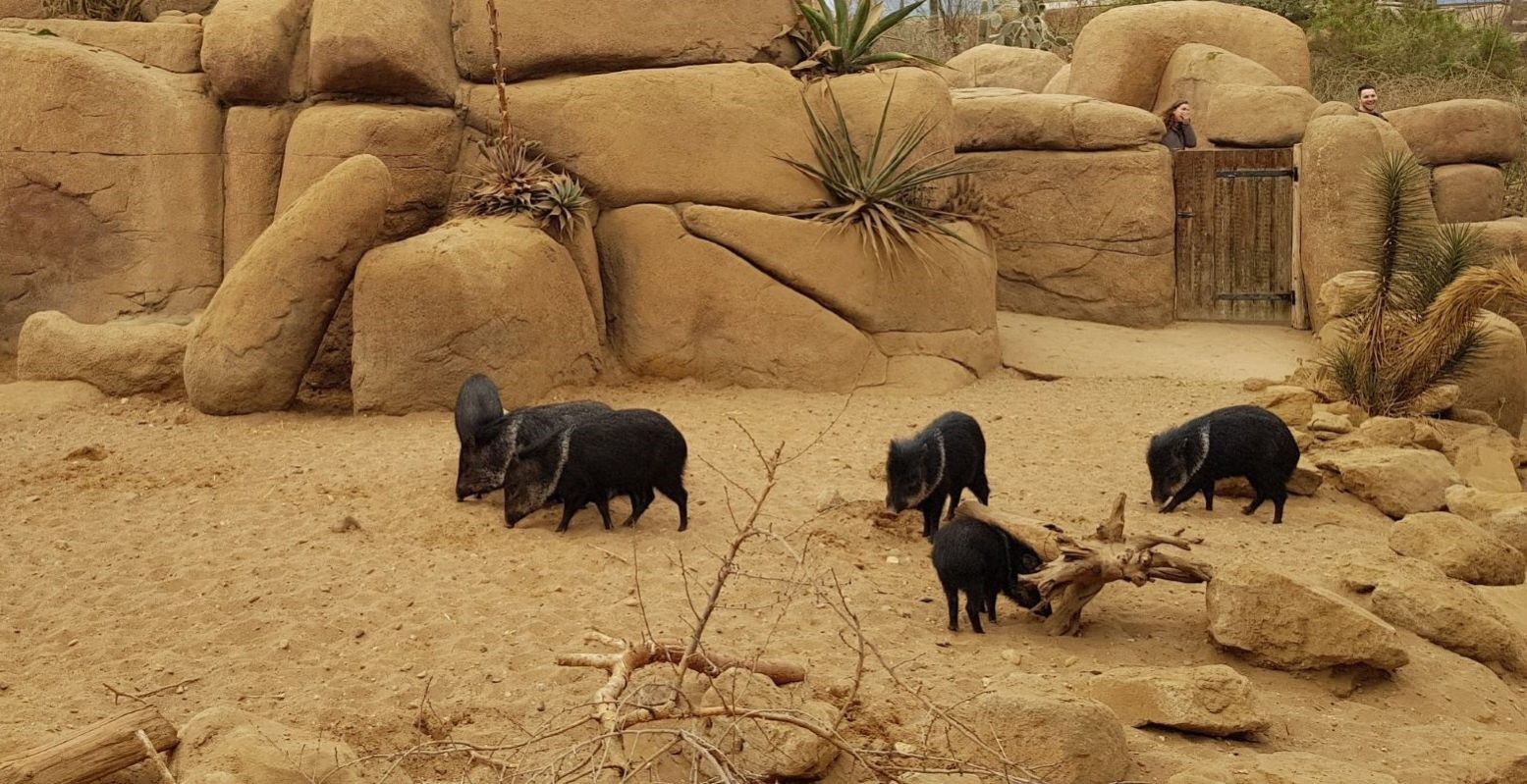 Ontdek bij Burgers' Zoo ook de wondere wereld van de woestijn. Foto: DagjeWeg.NL