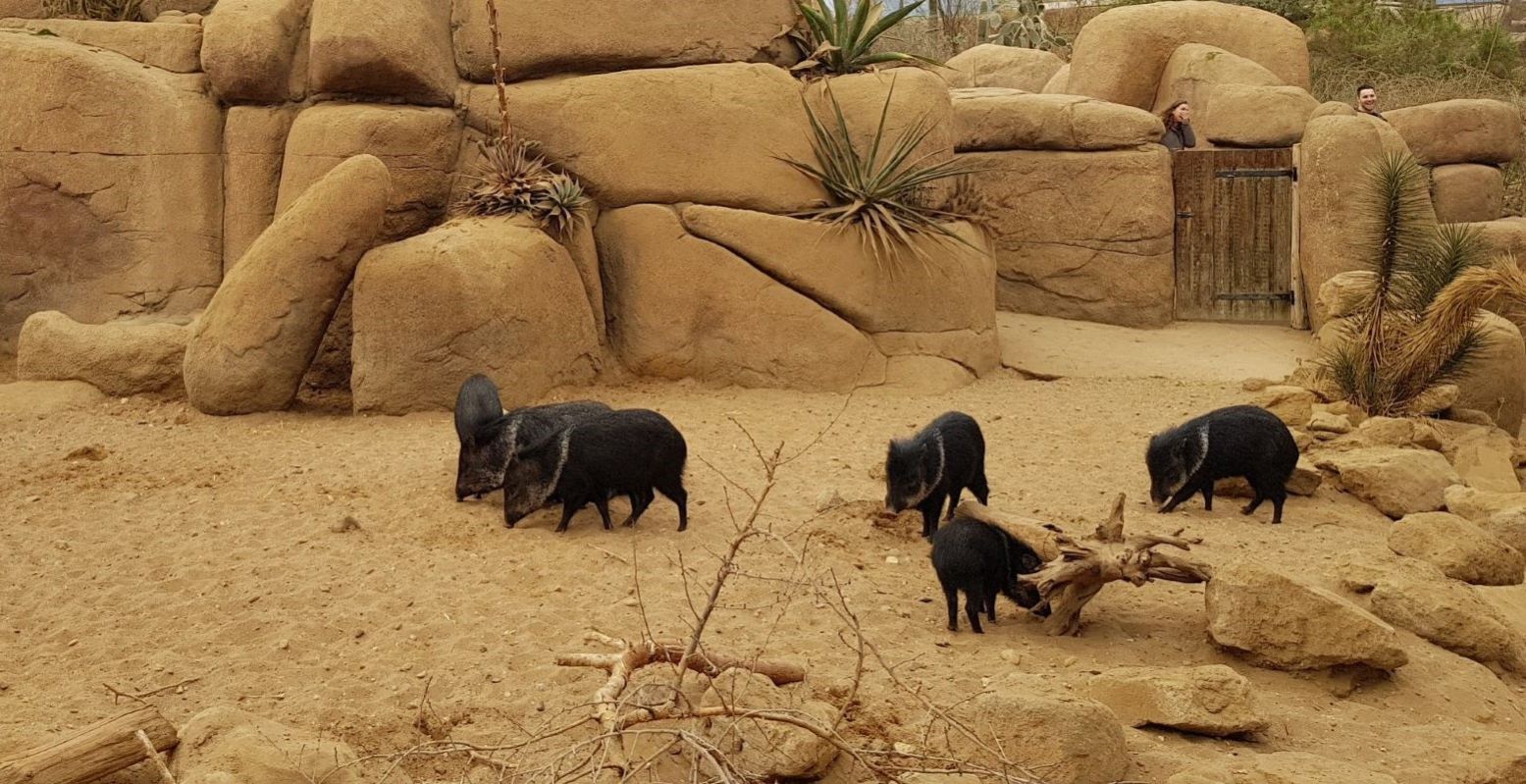 Ontdek bij Burgers' Zoo ook de wondere wereld van de woestijn. Foto: DagjeWeg.NL Ontdek bij Burgers' Zoo ook de wondere wereld van de woestijn. Foto: DagjeWeg.NL