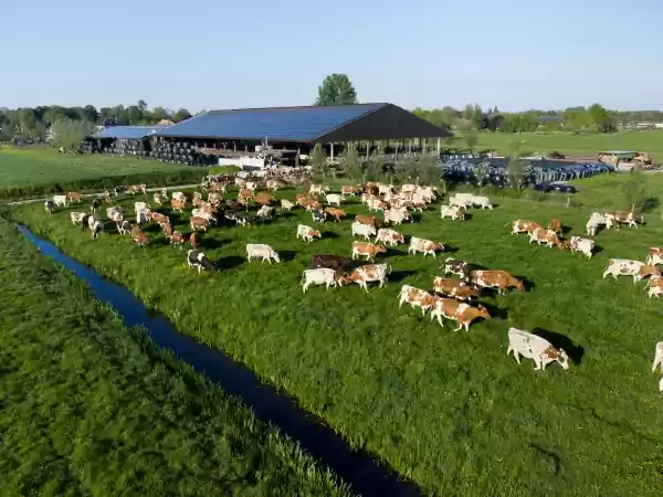 Boer Bert De koetjes grazen rustig in het zonnetje. Foto: BoerBert
