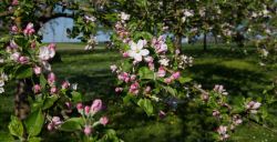 De mooiste bloesemtochten door de Betuwe